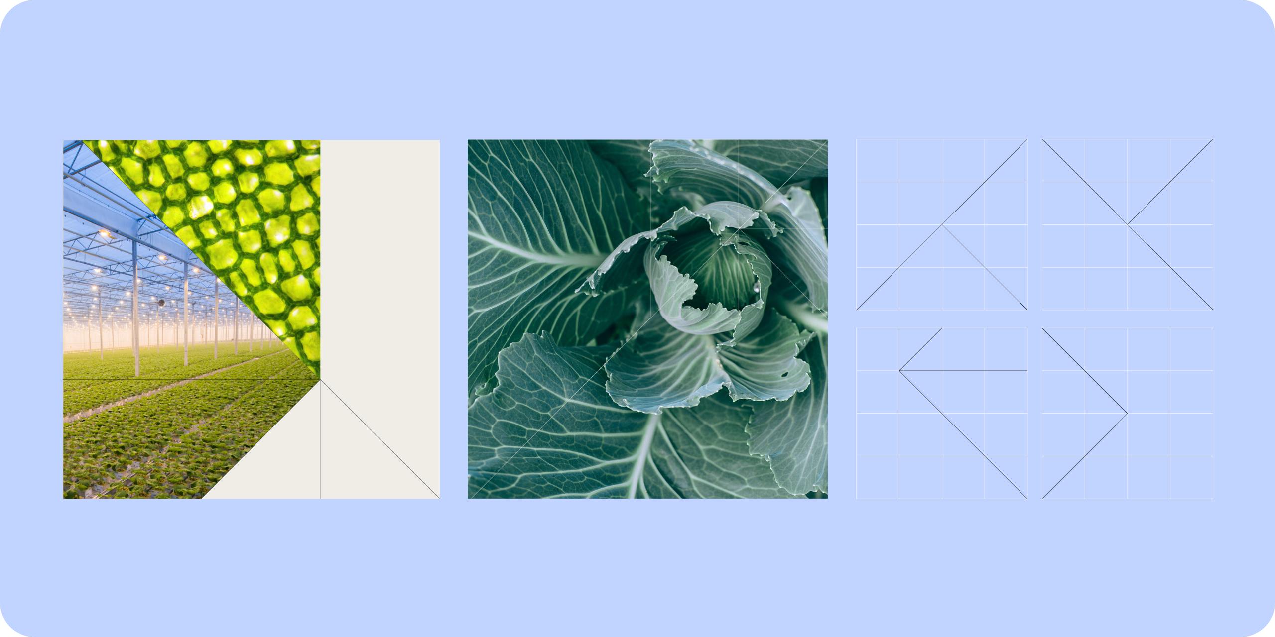 Website design for agri-tech startups. Various agriculture images.